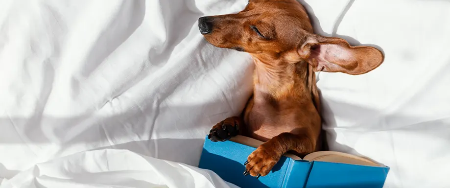 Hond slaapt met een boek