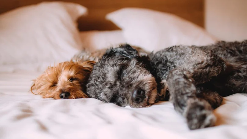 twee honden slapen in een bed