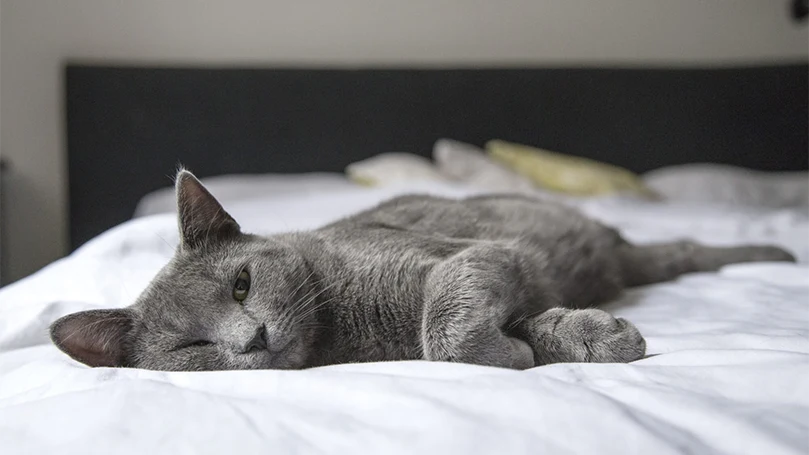 een bordeaux kat slapend op een bed