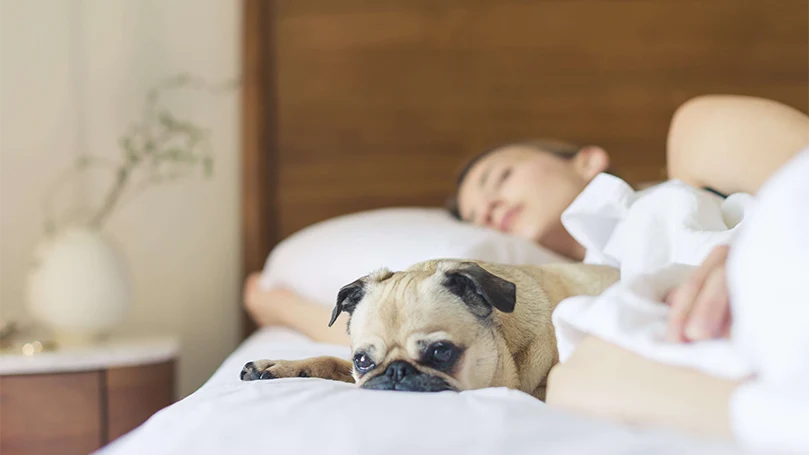 een afbeelding van een hond in een bed met zijn baasje