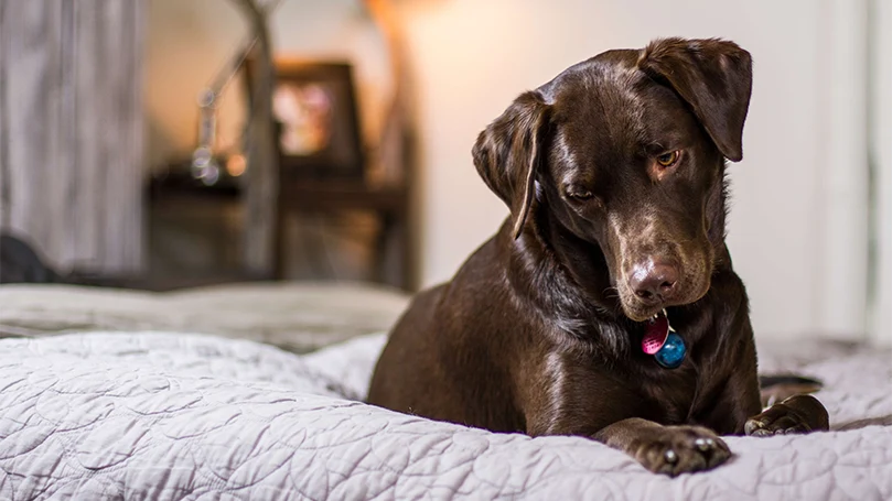 een afbeelding van een hond die slaapt in het bed van een baasje