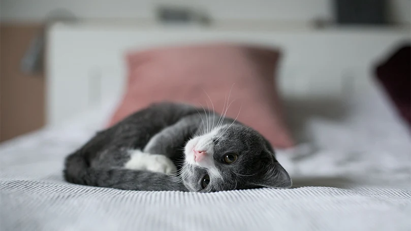 een afbeelding van een kitten liggend op een bed voor huisdieren