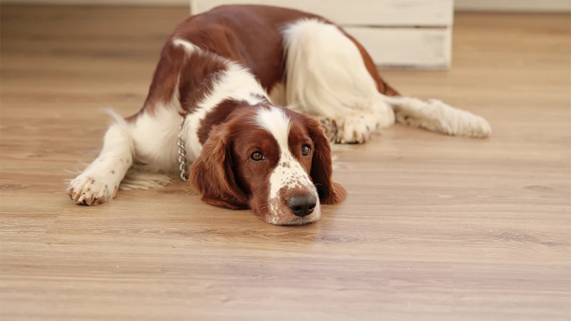 een afbeelding van een hond die op een vloer ligt