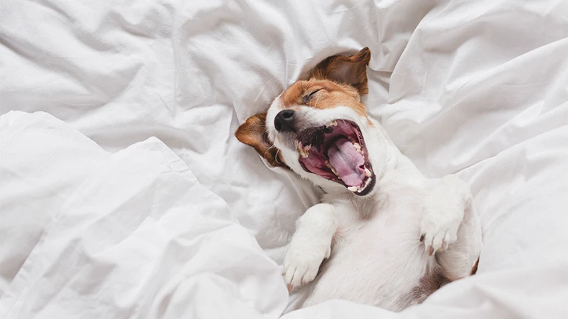 een afbeelding van een jack russel hond in een bed