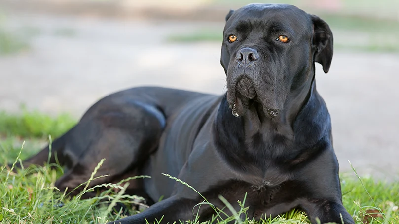 een afbeelding van cane corso liggende hond