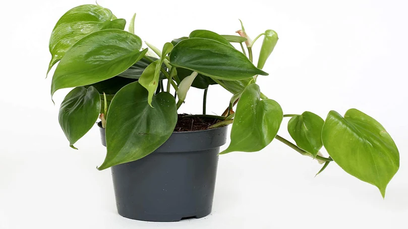 een beeld van Philodendron plant in een pot