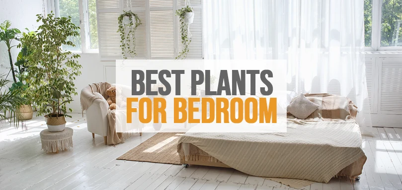 een uitgelichte afbeelding van beste planten voor slaapkamer