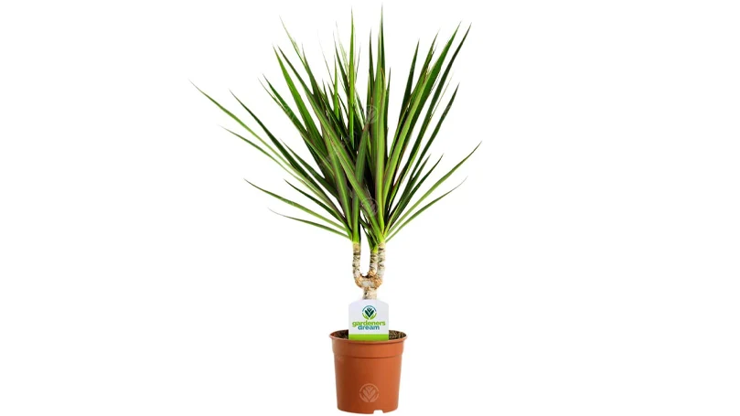 een afbeelding van dracaena marginata plant in een pot