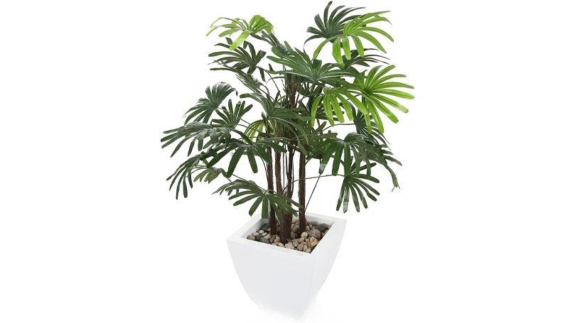 een afbeelding van vrouwenpalm in een pot