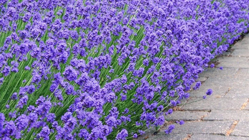 een afbeelding van lavendelbloemen