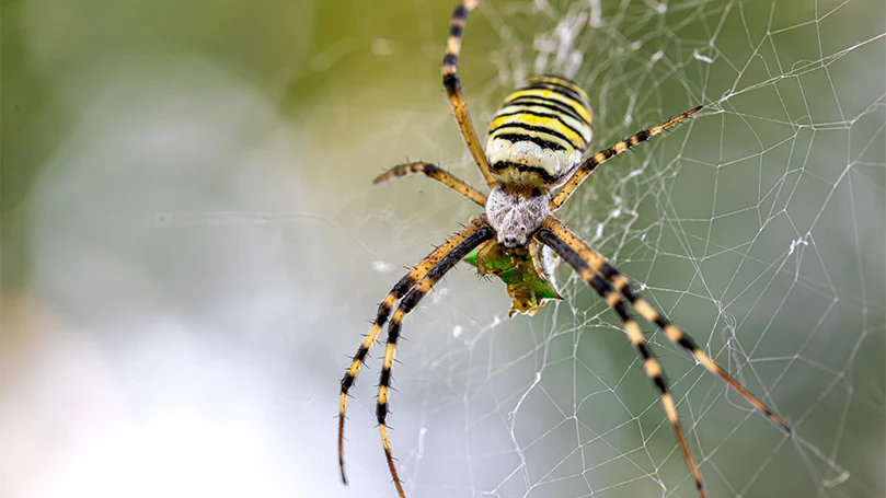 een afbeelding van argiope bruennichi spin die een spinnenweb maakt