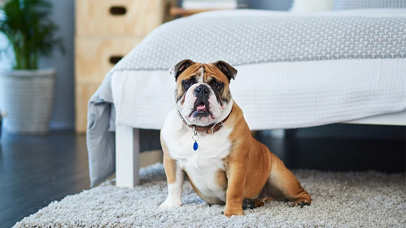 Een afbeelding van een hond die wakker wordt van lawaai door het ontbreken van een vloerkleed in de slaapkamer.