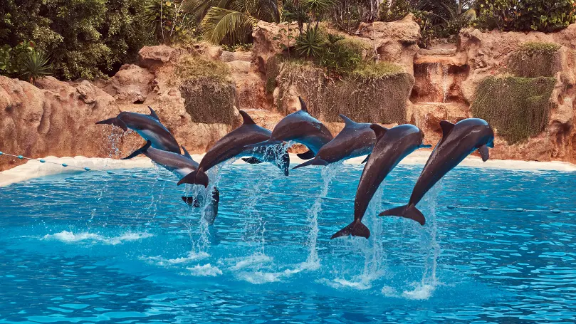 Een afbeelding van een groep dolfijnen die uit het water springen