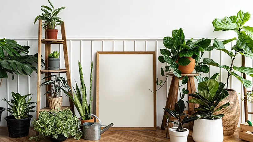 Een afbeelding van een heleboel planten verspreid door de kamer