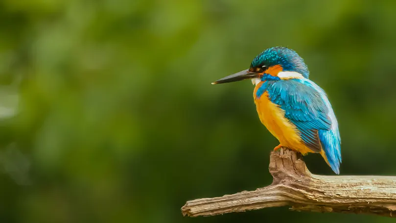 Een afbeelding van een vogel die op een tak neerstrijkt en slaapt.