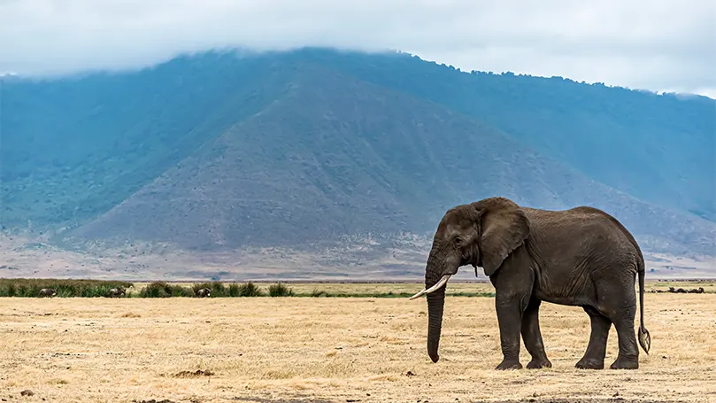 Een afbeelding van een olifant in een kaal veld