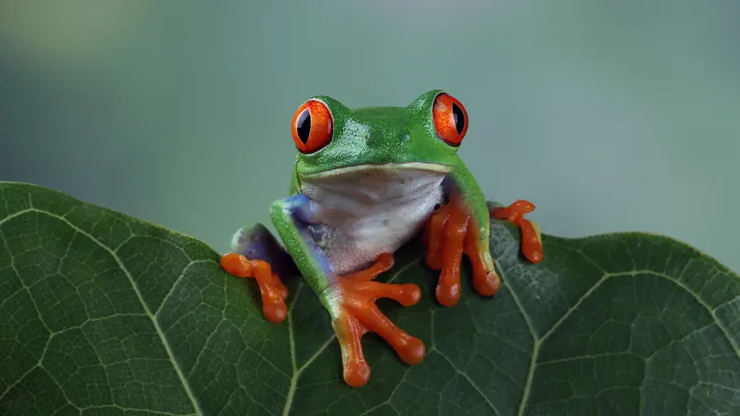 Een afbeelding van een kleurrijke kikker zittend op een blad.