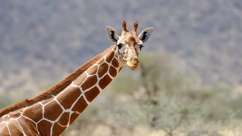 Een afbeelding van een giraffe die naar de camera kijkt