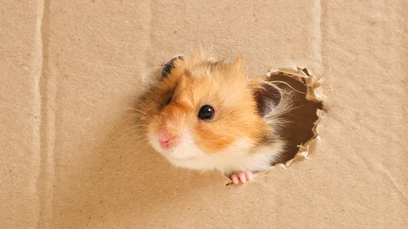 Een afbeelding van een hamster die zijn kop door een doos steekt