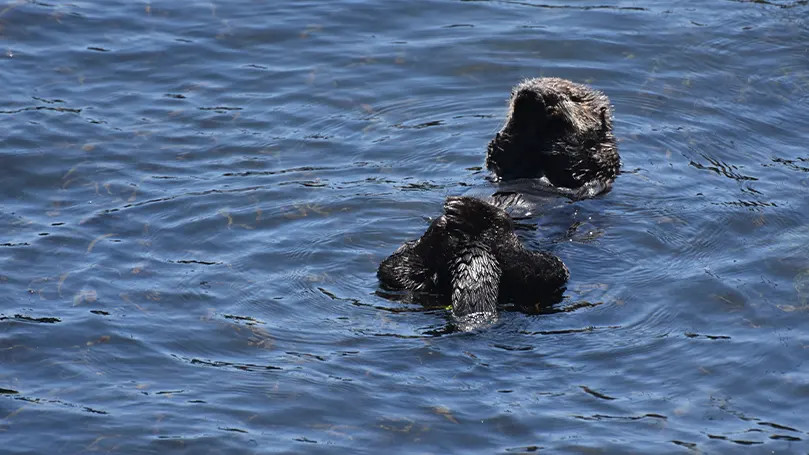 Een afbeelding van een zeeotter drijvend op het water