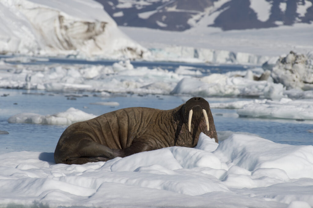 Een afbeelding van een walrus zittend bovenop ijs