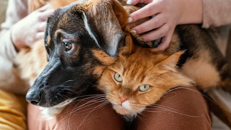 Een afbeelding van een persoon die zijn hond en kat aait