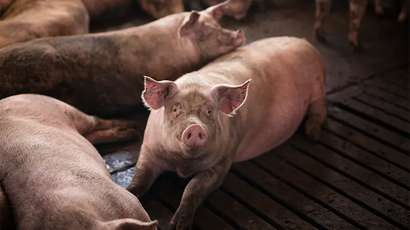 Een afbeelding van varkens.