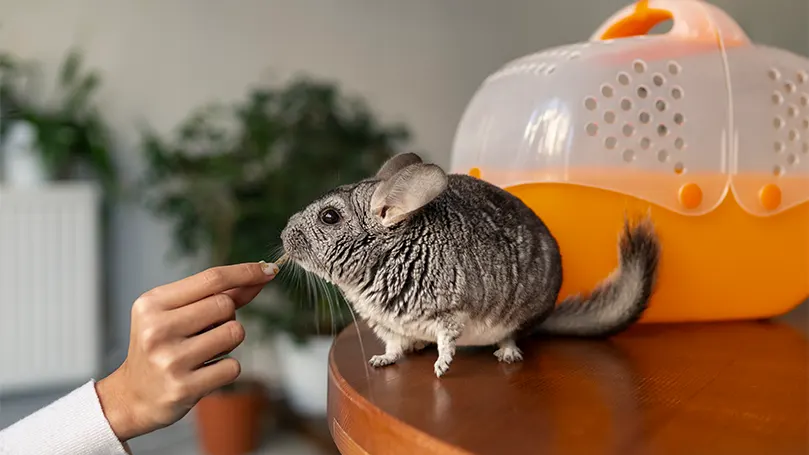 Een afbeelding van een chinchilla