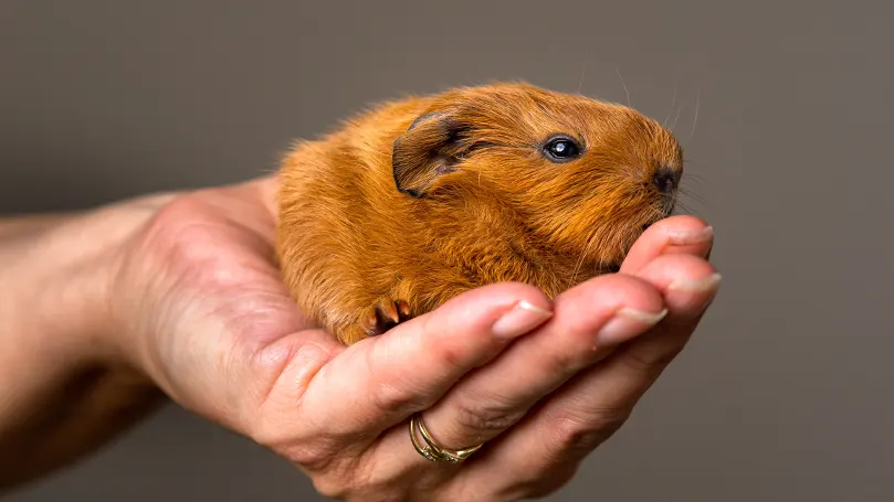 Een afbeelding van een persoon die een cavia vasthoudt.