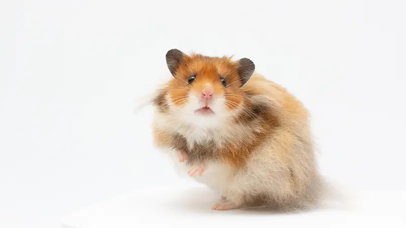 Een afbeelding van een hamster