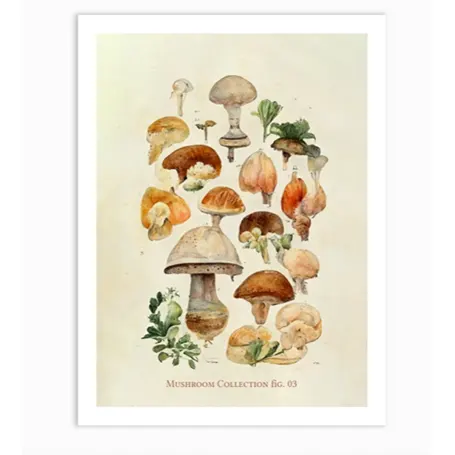 Paddenstoelen Collectie 03 Kunstdruk