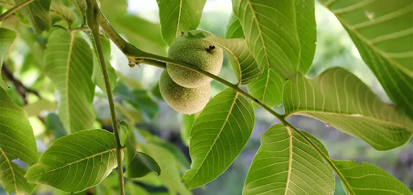 Uitgelichte afbeelding voor Waarom zou je niet onder een walnotenboom slapen?