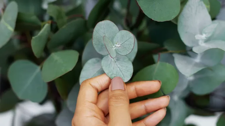 Een vrouw die een eucalyptusplant aanraakt