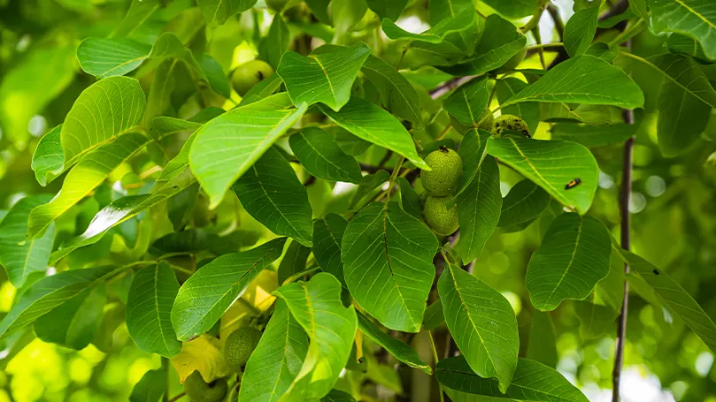 bladeren van walnotenboom close-up